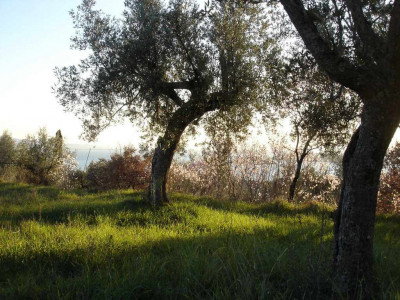 I nostri ulivi