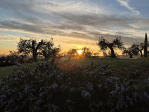 10. cielo sopra ulivo difetto da correggere