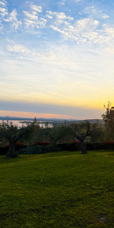 11. cielo sopra ulivo  